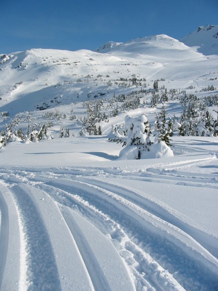 432x576 pixels (73K)